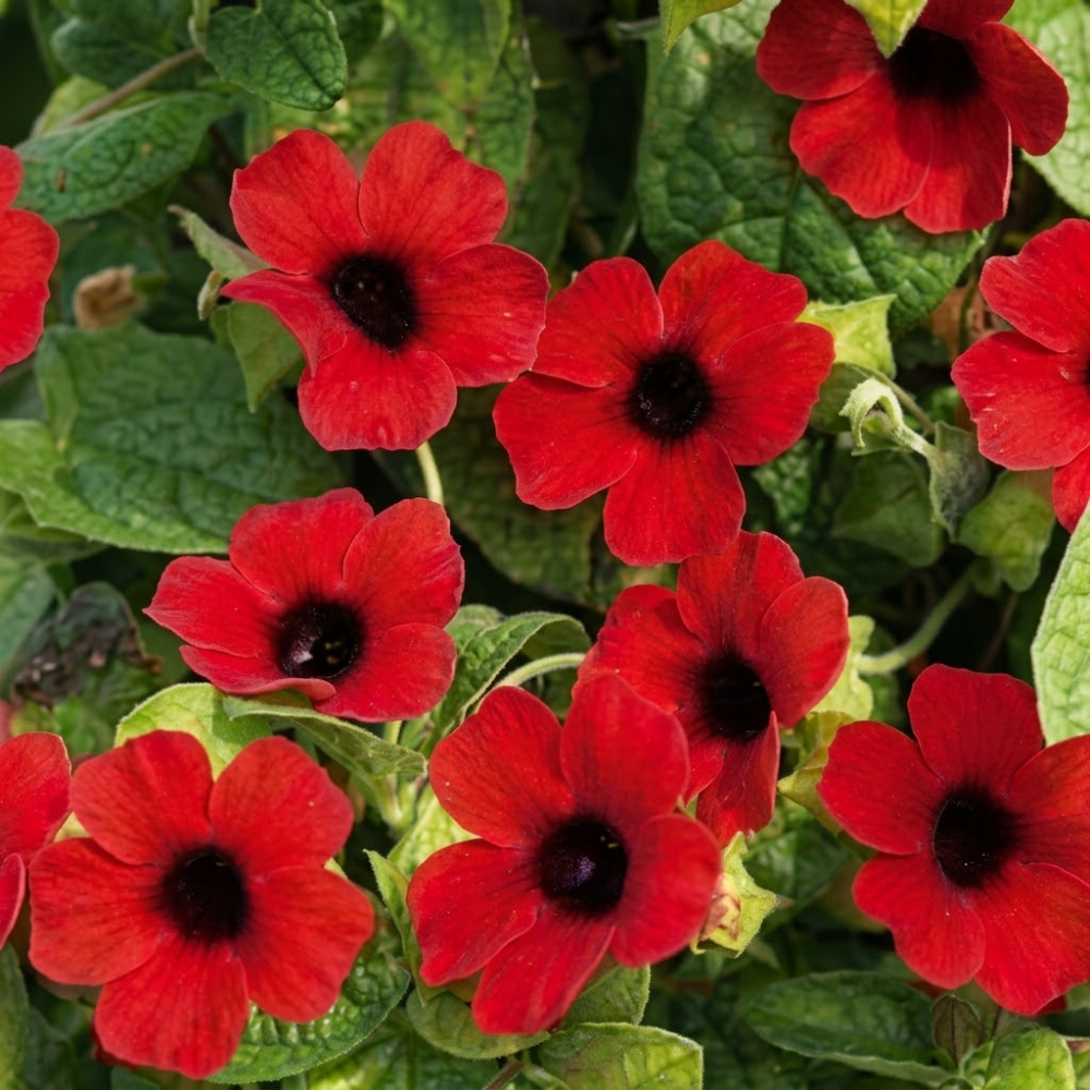 Fresh 10Pcs Thunbergia Flower Seeds for Planting Red