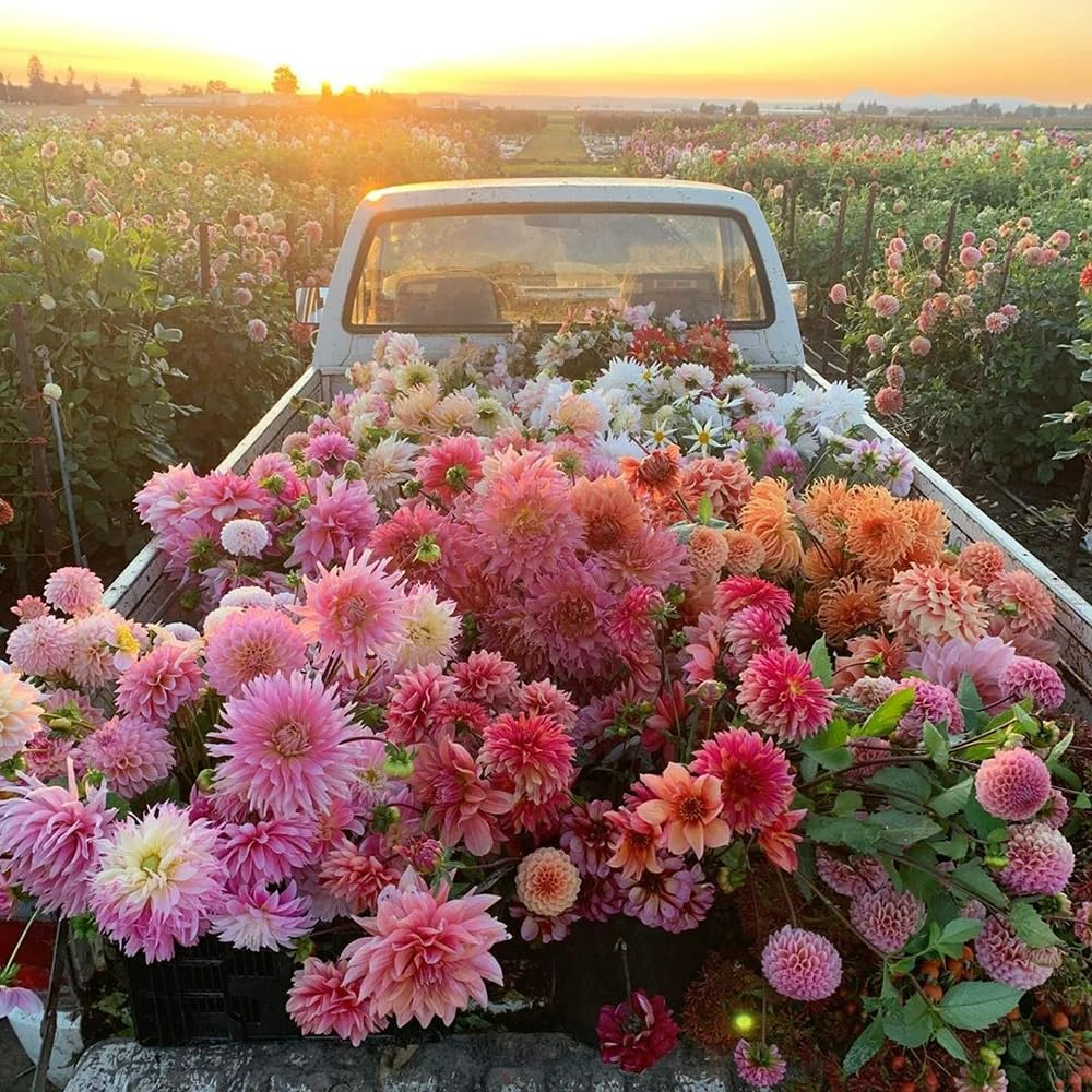 300PCS Mix Dahlia Seeds Flowers Compound Petals