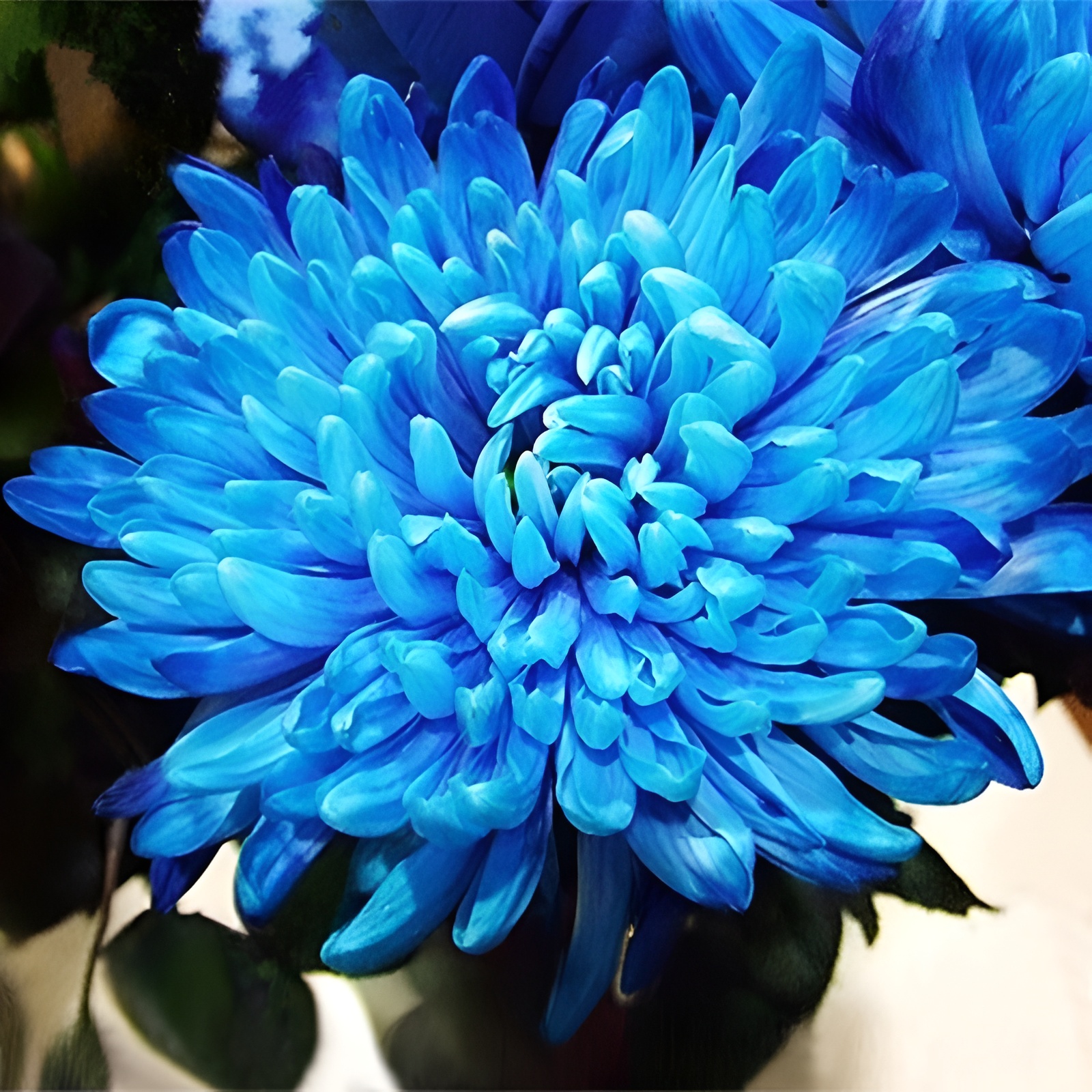 Set of 100 rare blue chrysanthemum seeds, beautiful morifolium seed very easy to grow, herbs, plants, gardening flowers