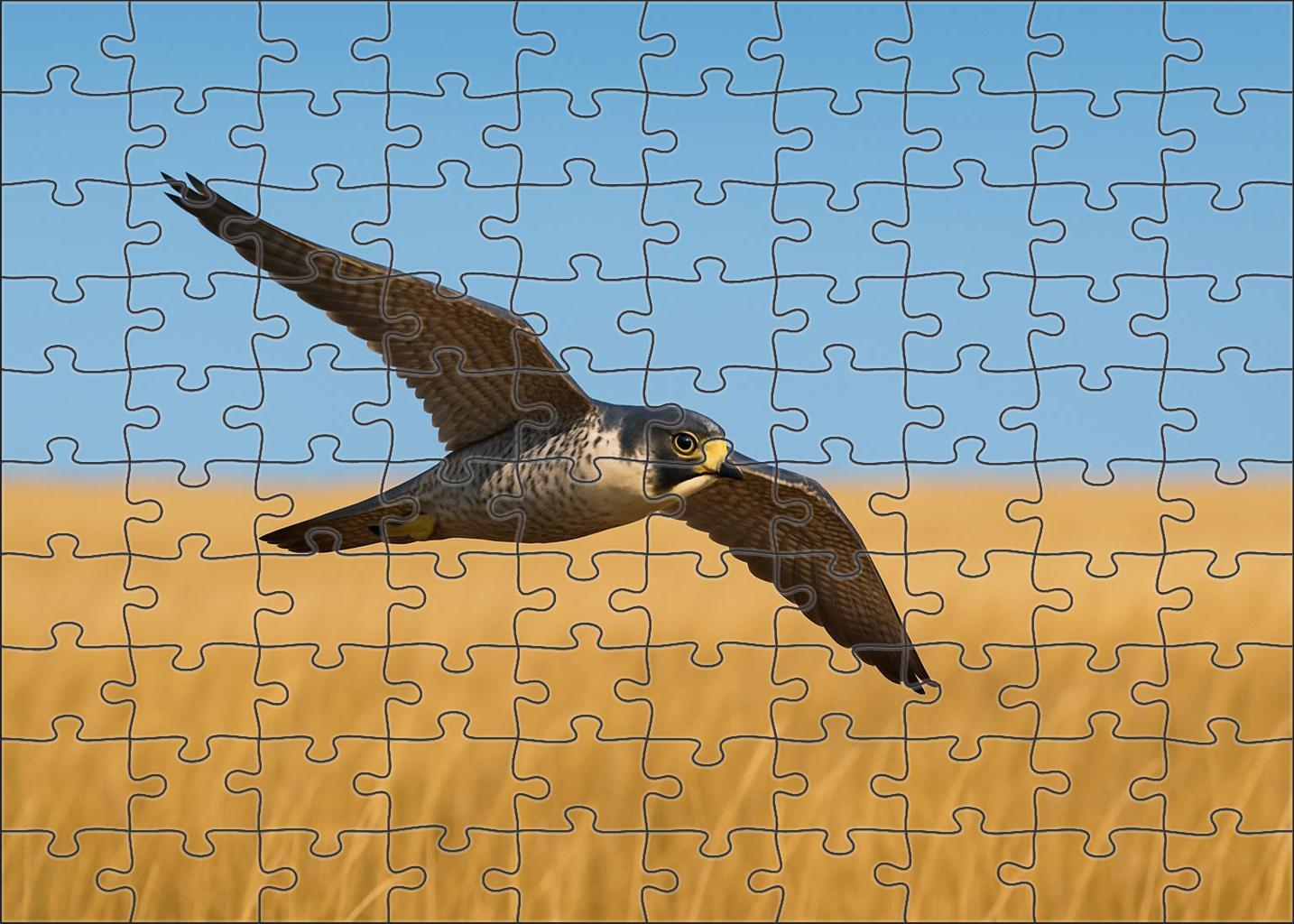 Prairie Falcon Speedster Of Open Plains Puzzle Challenge