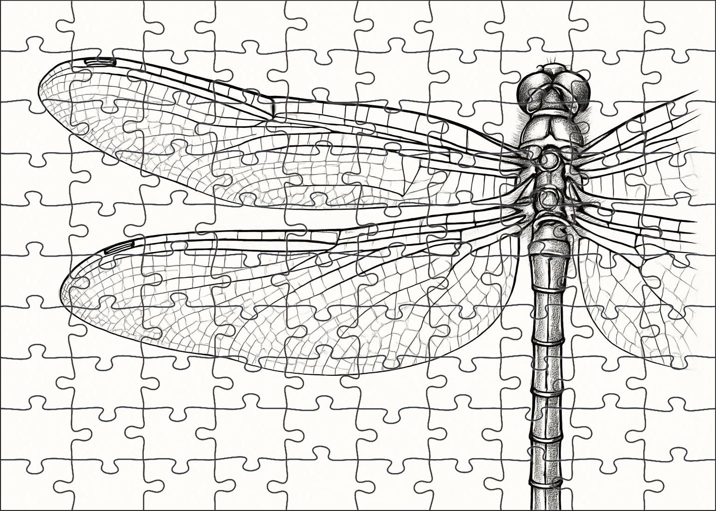 Delicate Insect Anatomy Fine Ink Study Of A Dragonfly Challenging Puzzles
