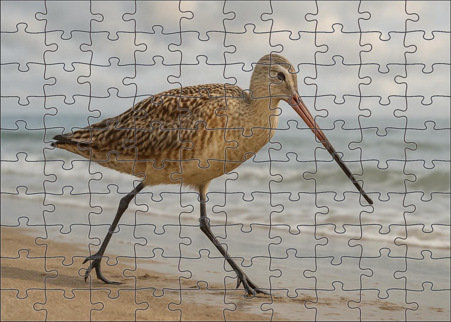 Marbled Godwit Graceful Long-distance Forager Puzzle For Kids