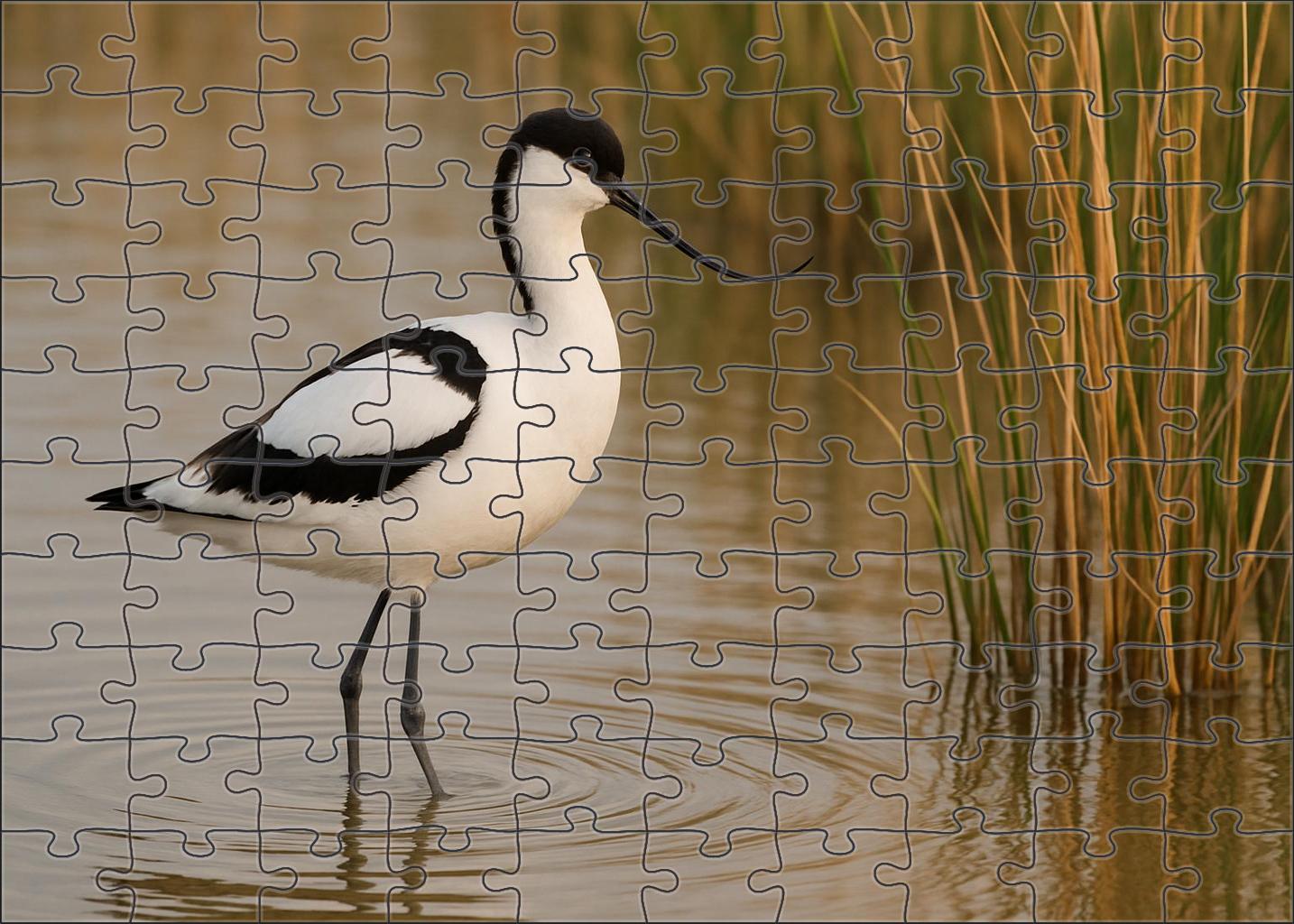 Pied Avocet Elegant Marsh Ballet Easy Puzzles
