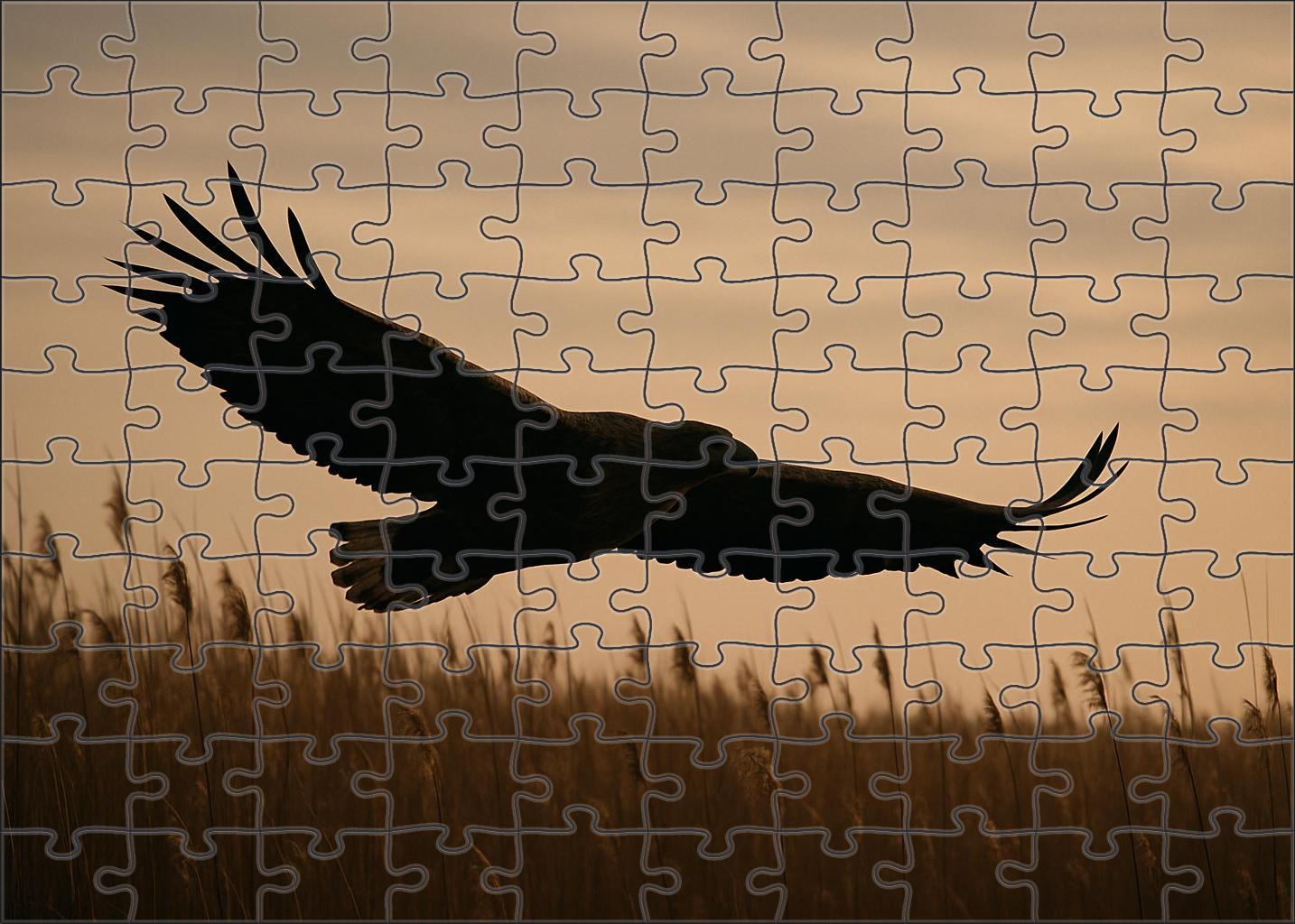 Marsh Harrier Master Of Wetland Skies Custom Jigsaw Puzzle
