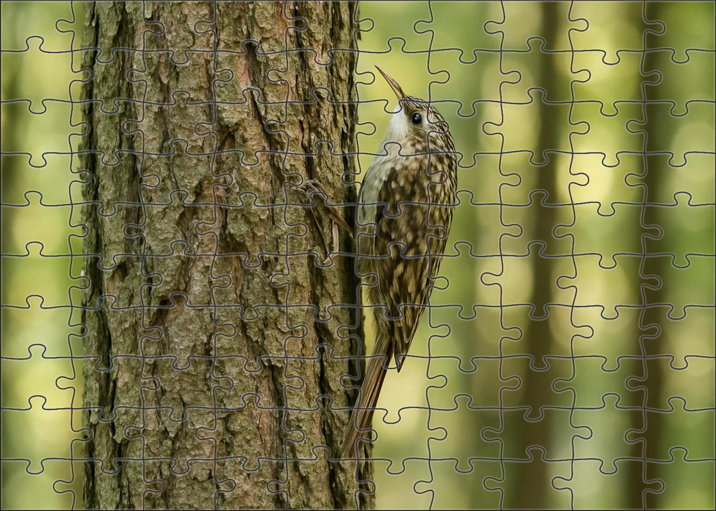 Brown Creeper Spiral Bark Forager Large Format Puzzle
