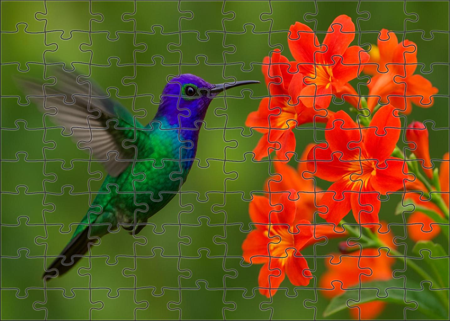 Violet-crowned Woodnymph The Rainbow's Nectar Bearer Easy Puzzles