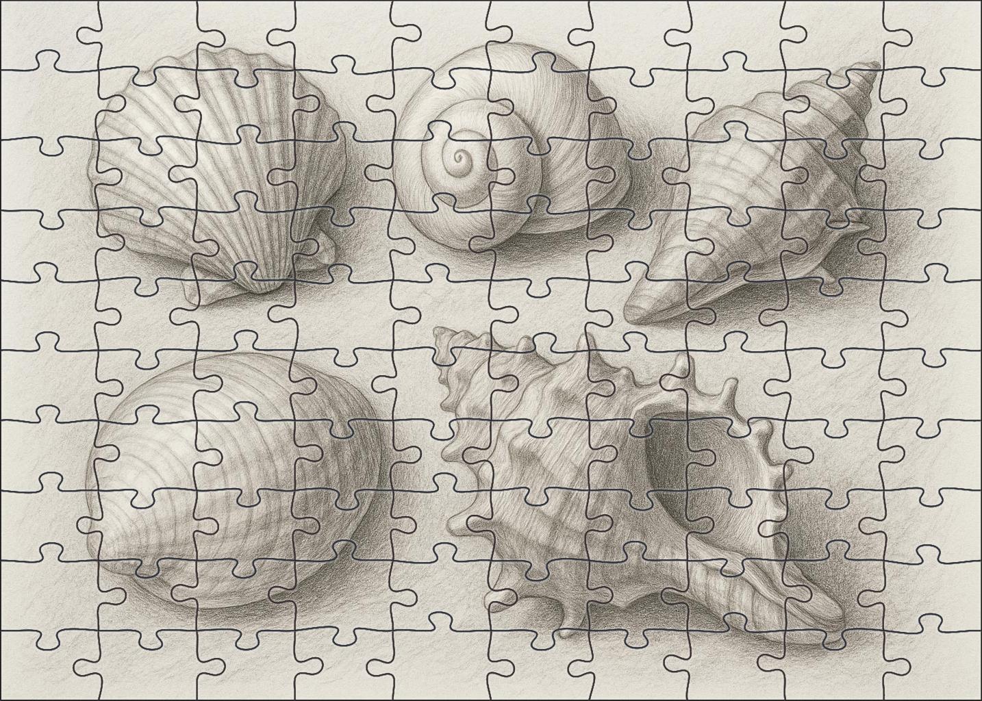 Seaside Shell Collection Textured Pencil Study With Tonal Gradients Challenging Puzzles