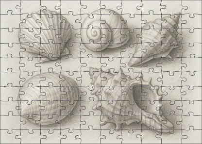 Seaside Shell Collection Textured Pencil Study With Tonal Gradients Challenging Puzzles