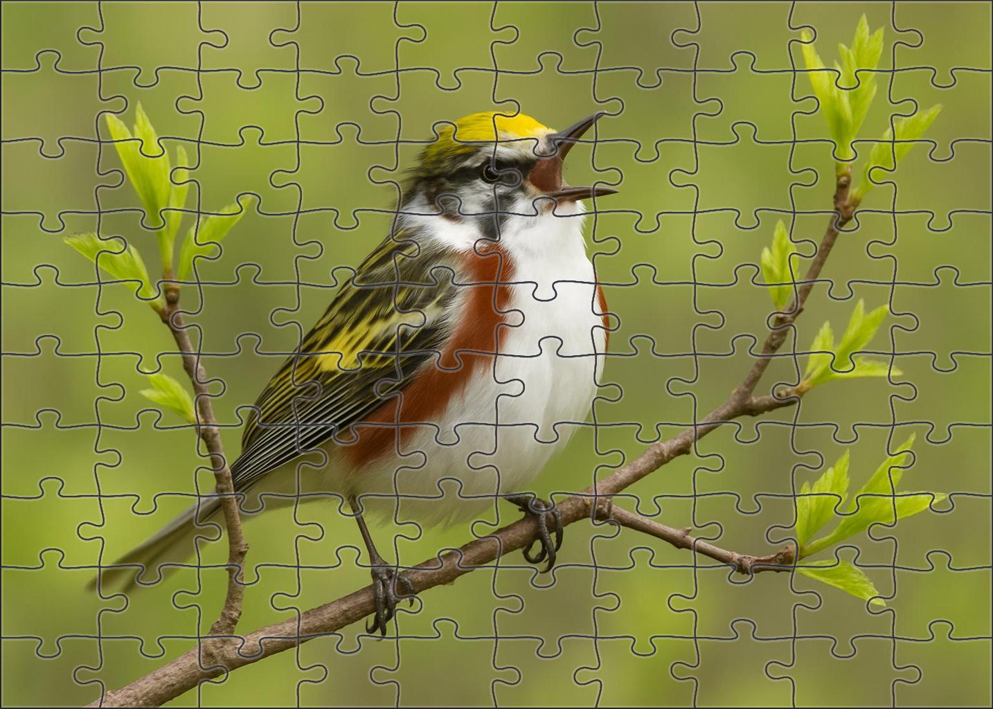 Chestnut-sided Warbler Vibrant Spring Melody Maker Puzzle For Kids