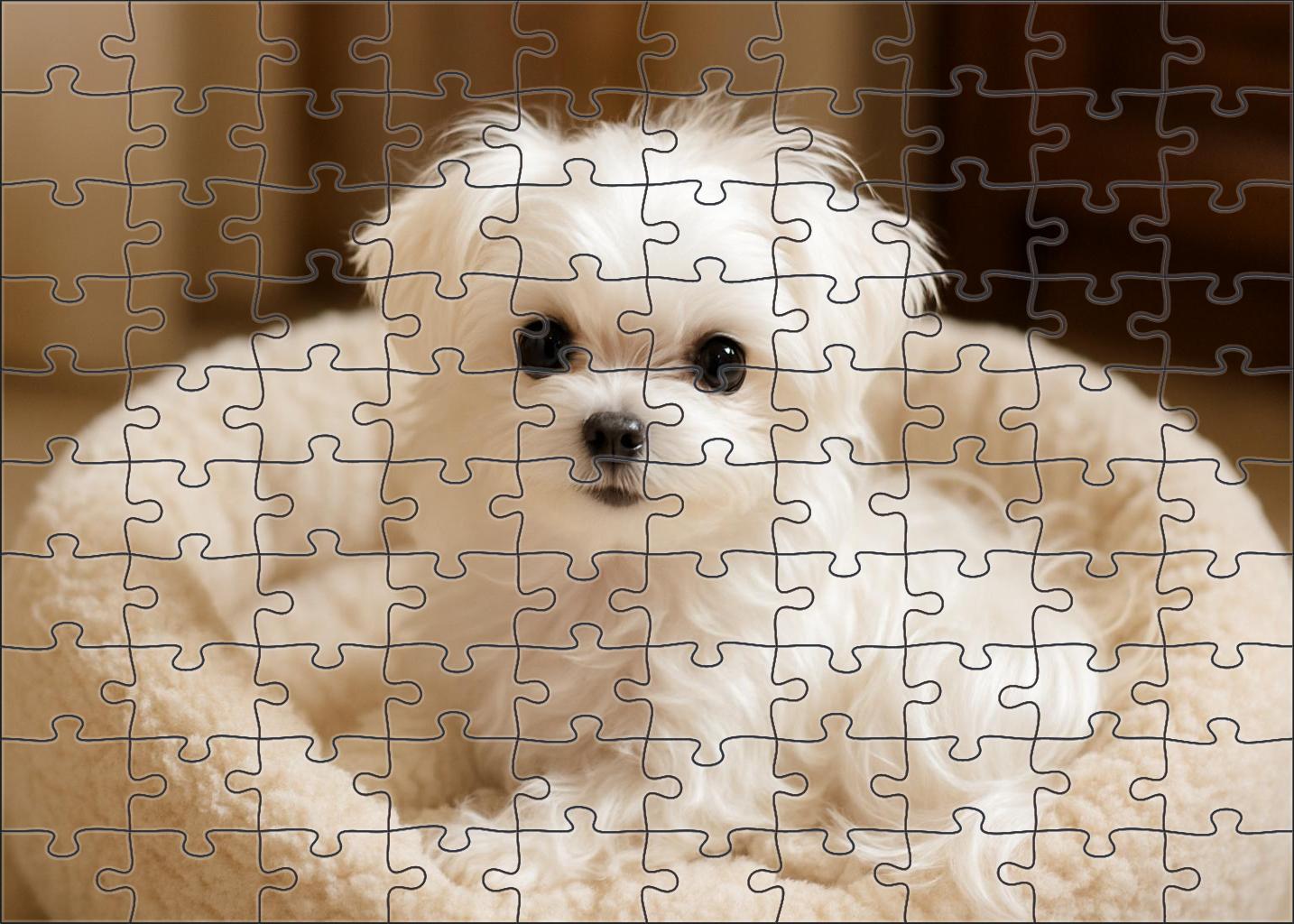 Pearl Mist Silky White Toy Breed With Playful Intelligence Puzzle For Kids