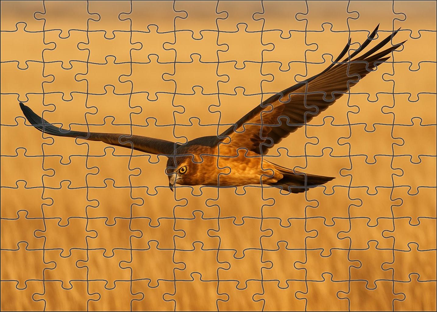 Prairie Falcon Speedy Raptor Of Open Grasslands Challenging Puzzles