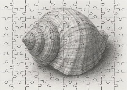 Intricate Shell Anatomy Detailed Graphite Scientific Study Puzzle Challenge