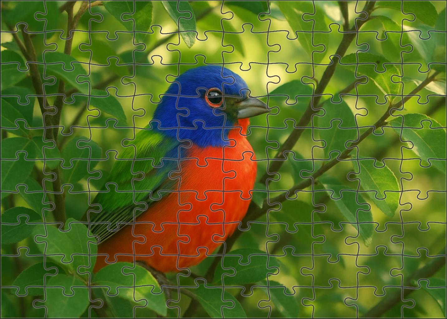 Painted Bunting The Rainbow Songbird Large Format Puzzle