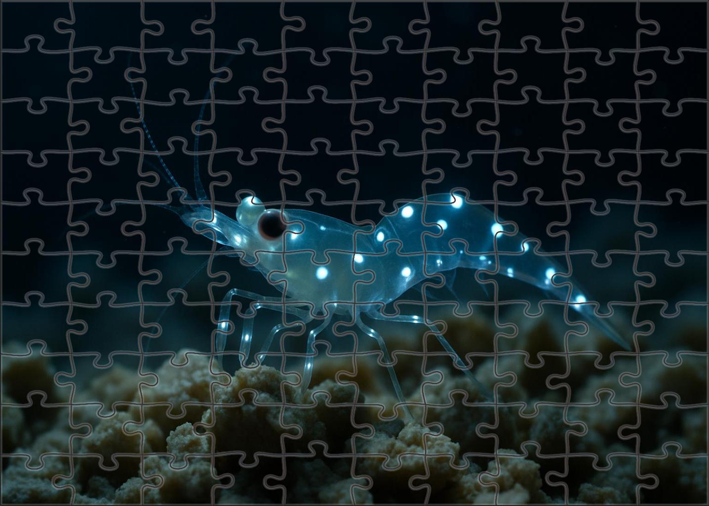 Pearl-spotted Lantern Shrimp 300 Piece Puzzle