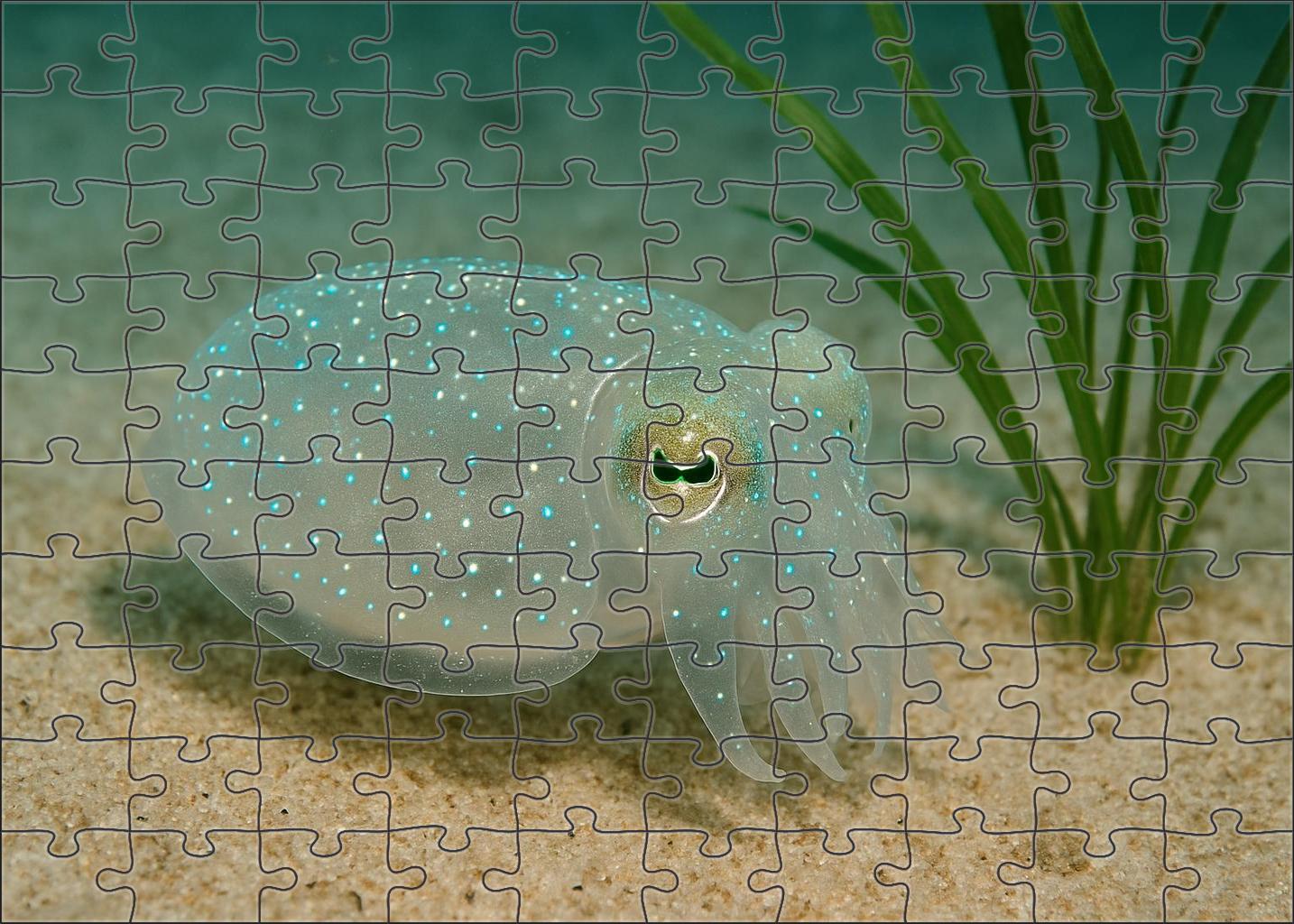 Glass-spotted Cuttlefish Translucent Hunter With Reactive Color Display Puzzle Collection