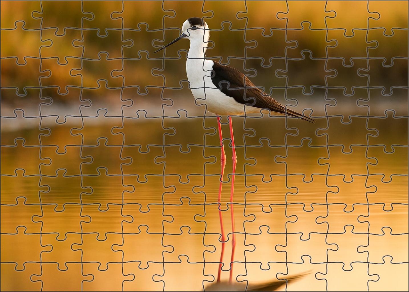 Black-winged Stilt Elegant Long-legged Wader Family Puzzles