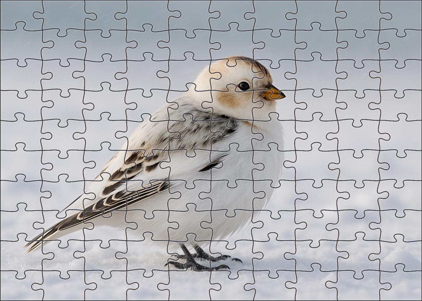 Snow Bunting Arctic's Hardy Winter Wanderer Puzzle For Kids