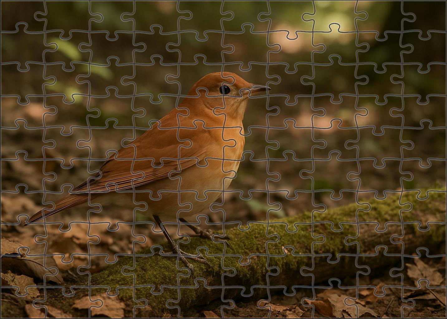 Veery Forest Whisperer Puzzle Fun