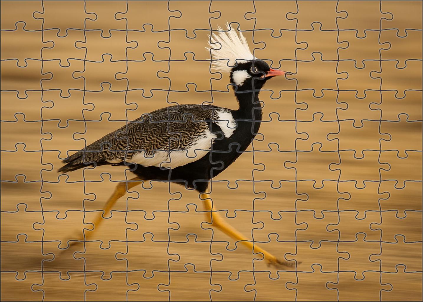 Ivory Crest Runner Agile Ground-dweller With Feathered Head Plumes Puzzle Fun