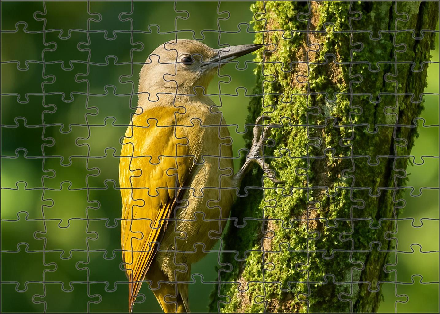 Golden-backed Woodpecker Arboreal Architect Challenging Puzzles