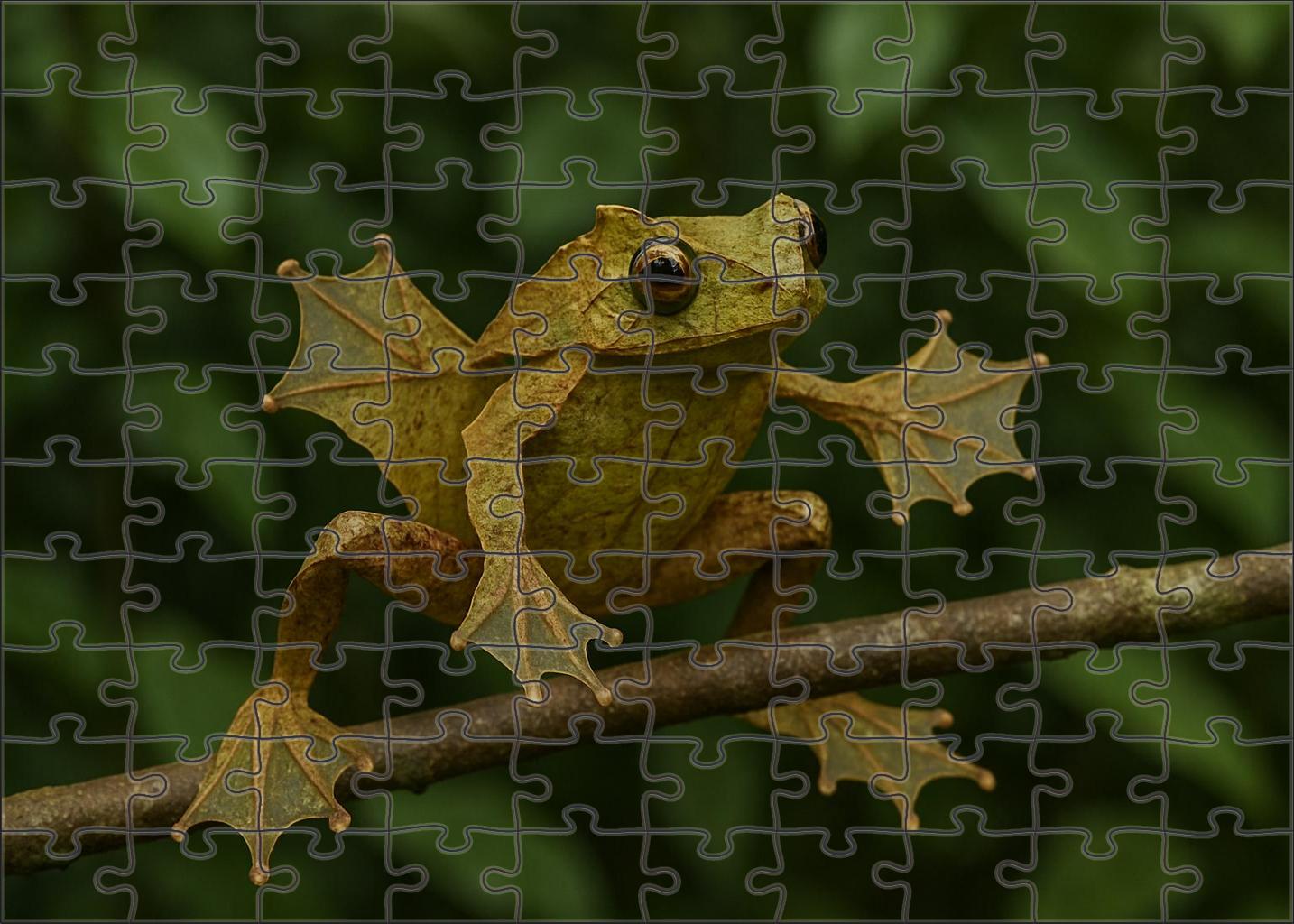 Gliding Leaf-mimic Frog Master Of Camouflage With Webbed Hands 100 Piece Puzzle