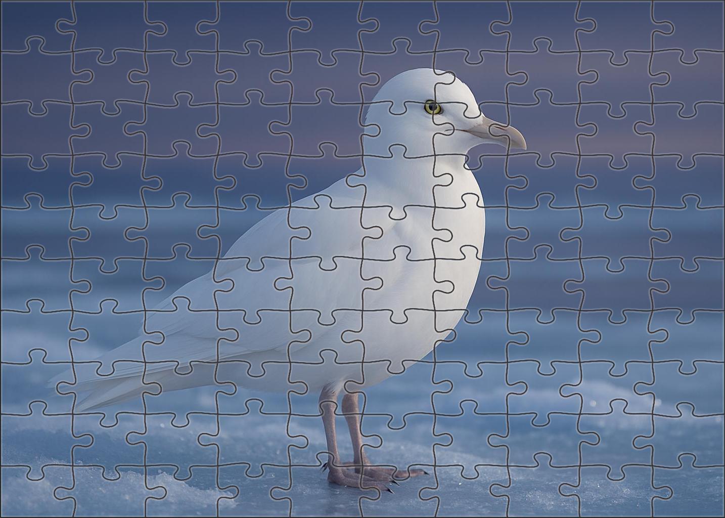 Ivory Gull Arctic Snowscape Specter Family Puzzles