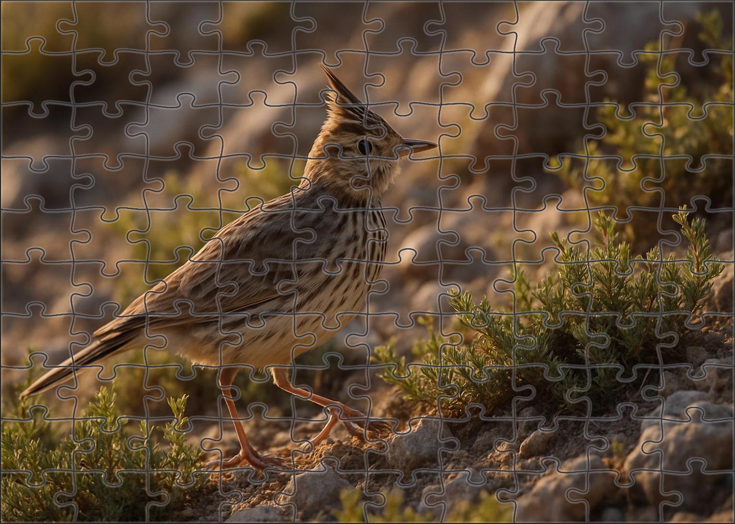 Mountain Quail The Stealthy Highland Hopper Unique Puzzle Design