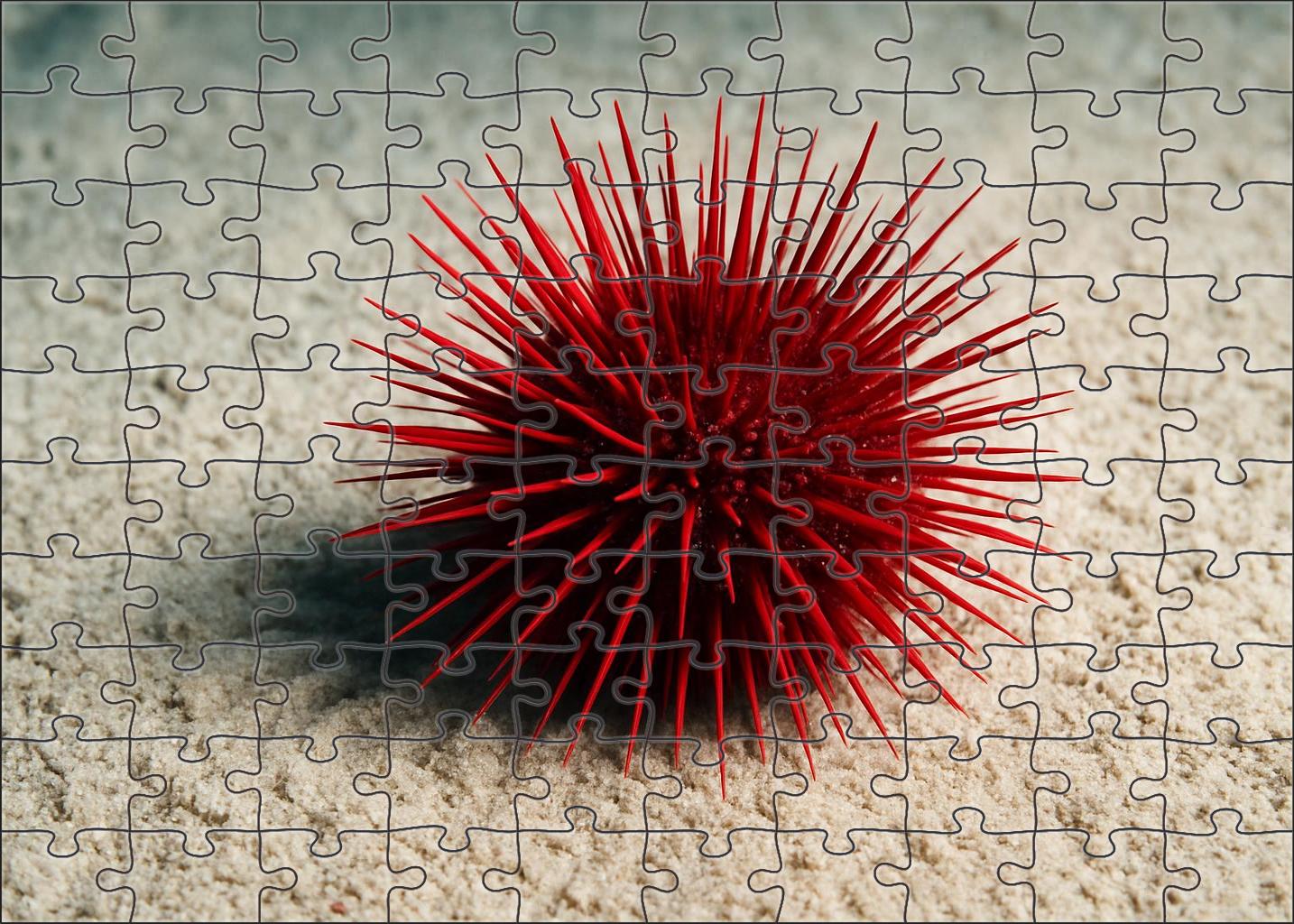 Garnet Spine Urchin Armored Sediment Dweller With Radiant Spines Puzzle Fun