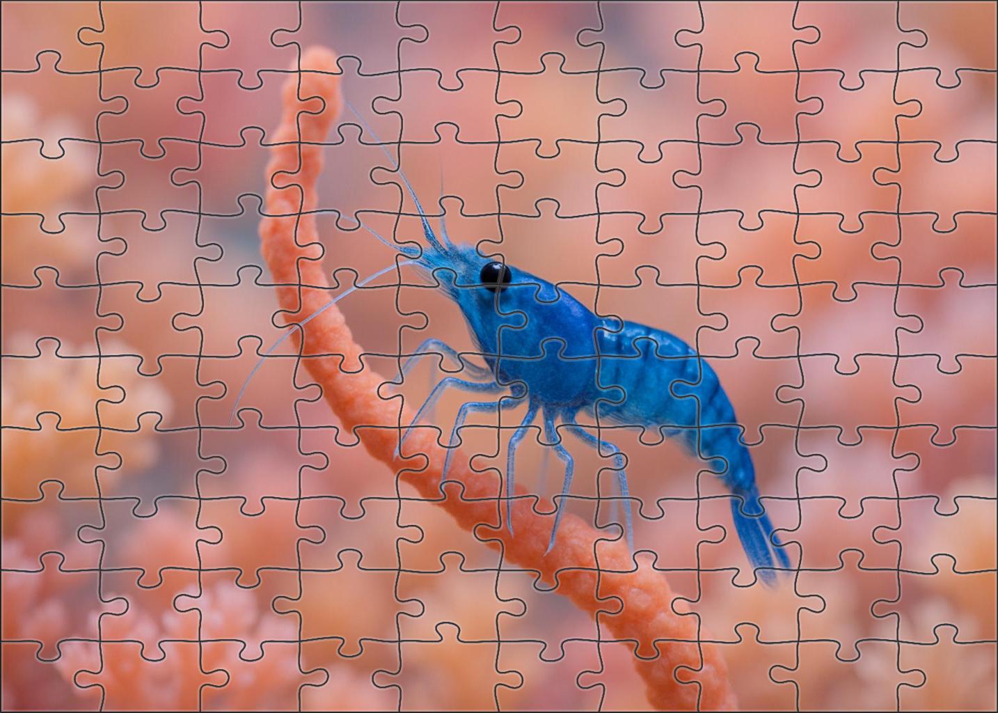 Sapphire Reef Shrimp Delicate Filter-feeder With Translucent Appendages Easy Puzzles