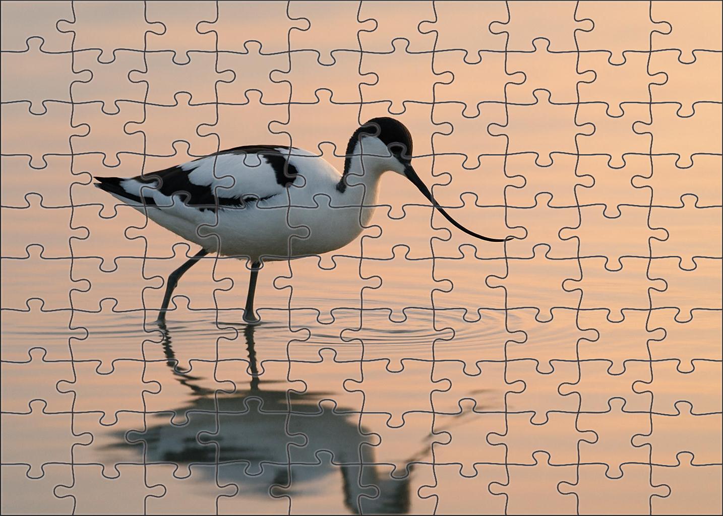 Pied Avocet Graceful Wader Of Shallow Waters Family Puzzles