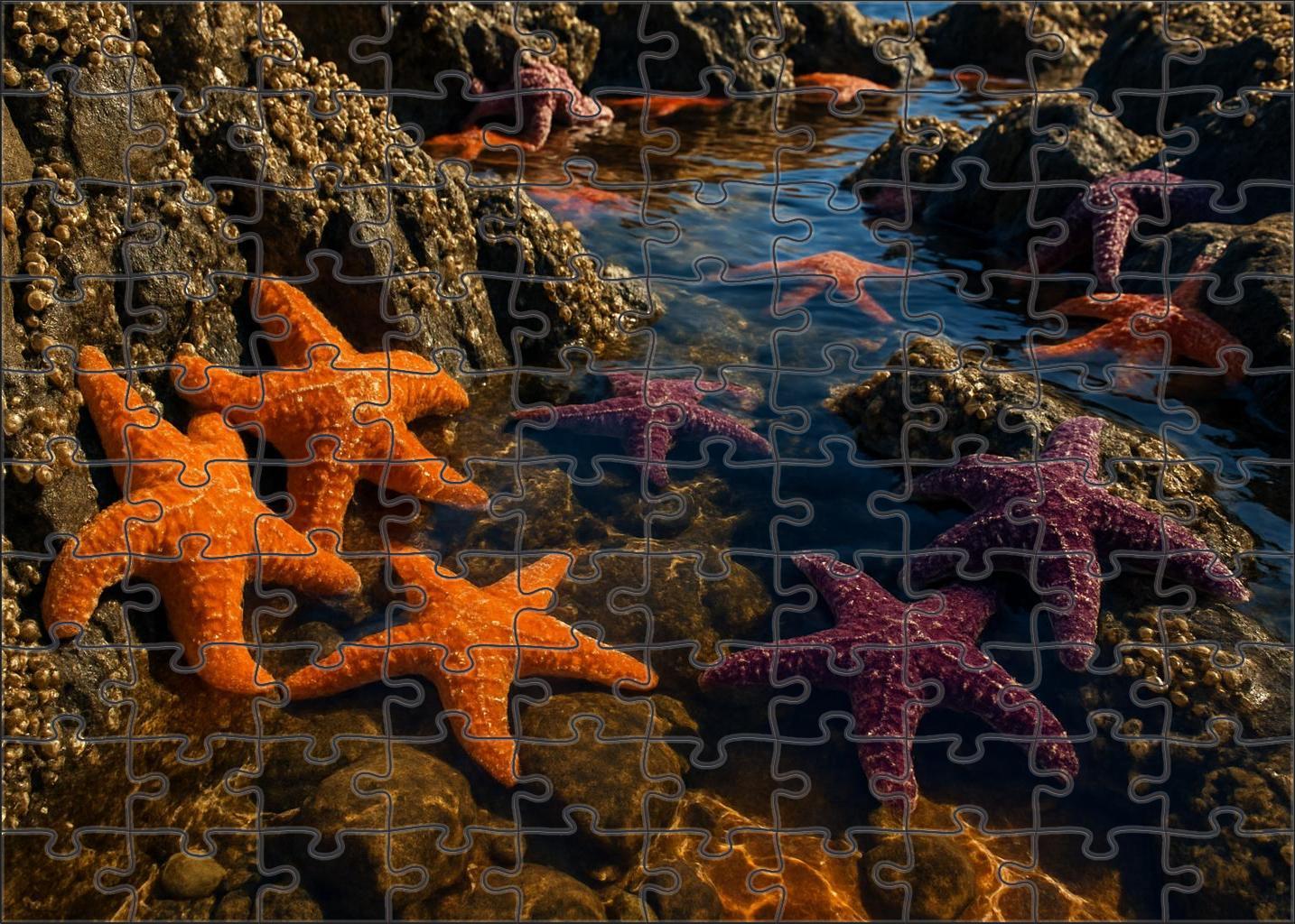 Golden Tide Pools Sun-warmed Rocky Basins Brimming With Life Challenging Puzzles