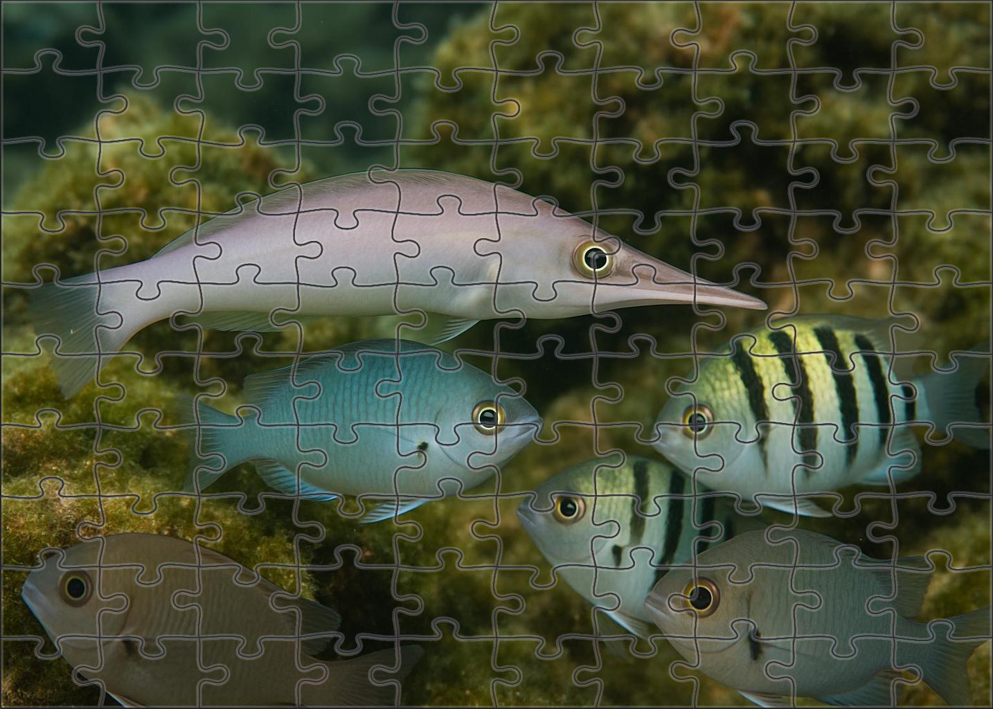 Ivory Snout Wrasse Elegant Cleaner With Tapered Profile And Striking Snout Puzzle Collection