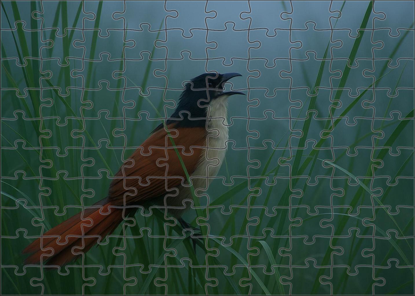 Coppery-tailed Coucal Elusive Ground-dwelling Hunter Puzzle For Kids