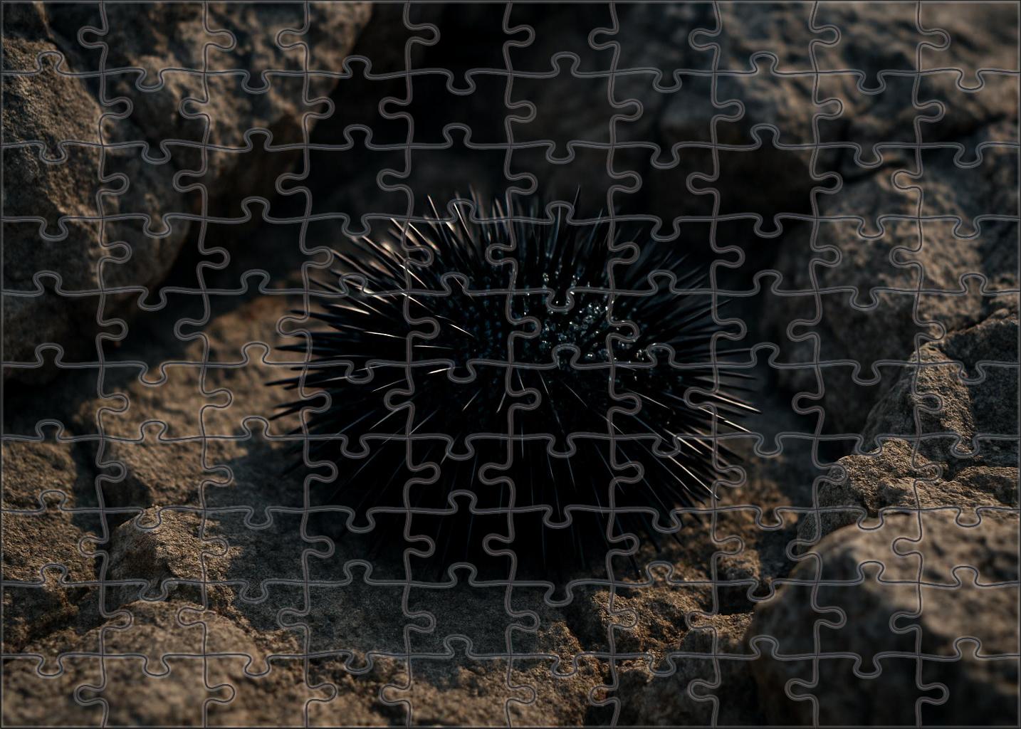 Obsidian Spine Urchin Dark-spined Benthic Grazer 1000 Piece Puzzle