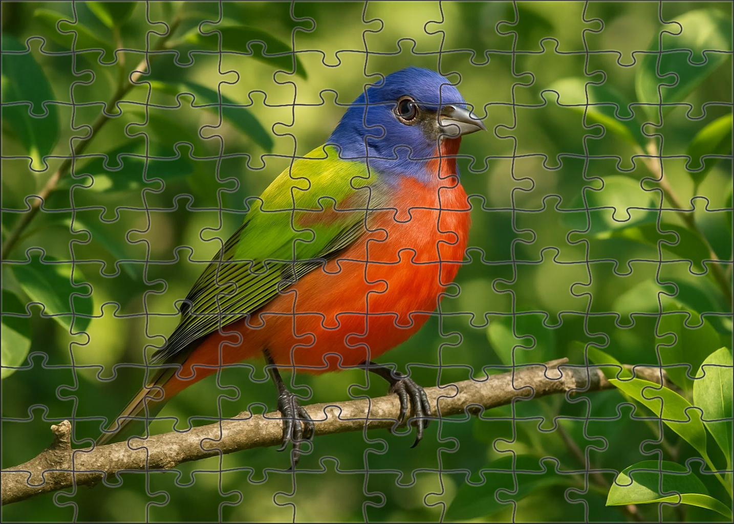 Painted Bunting Rainbow Songster Puzzle Fun