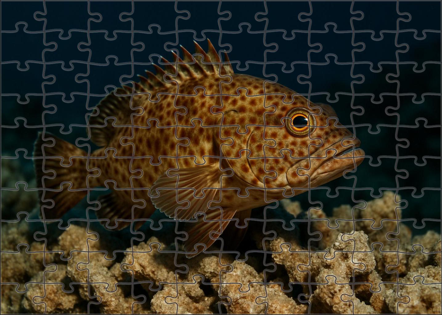 Bronze-spotted Reef Hawkfish Agile Perch With Patterned Body And Keen Eyes Mini Puzzle