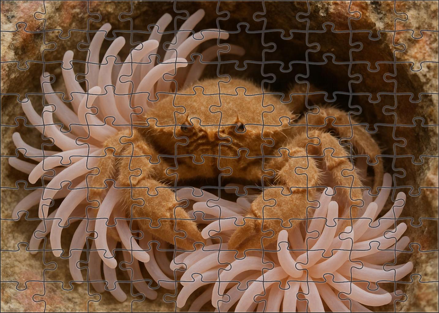 Velvet Spiny Anemone Crab Camouflaged Coral Dweller With Fine Tactile Appendages Puzzle Collection