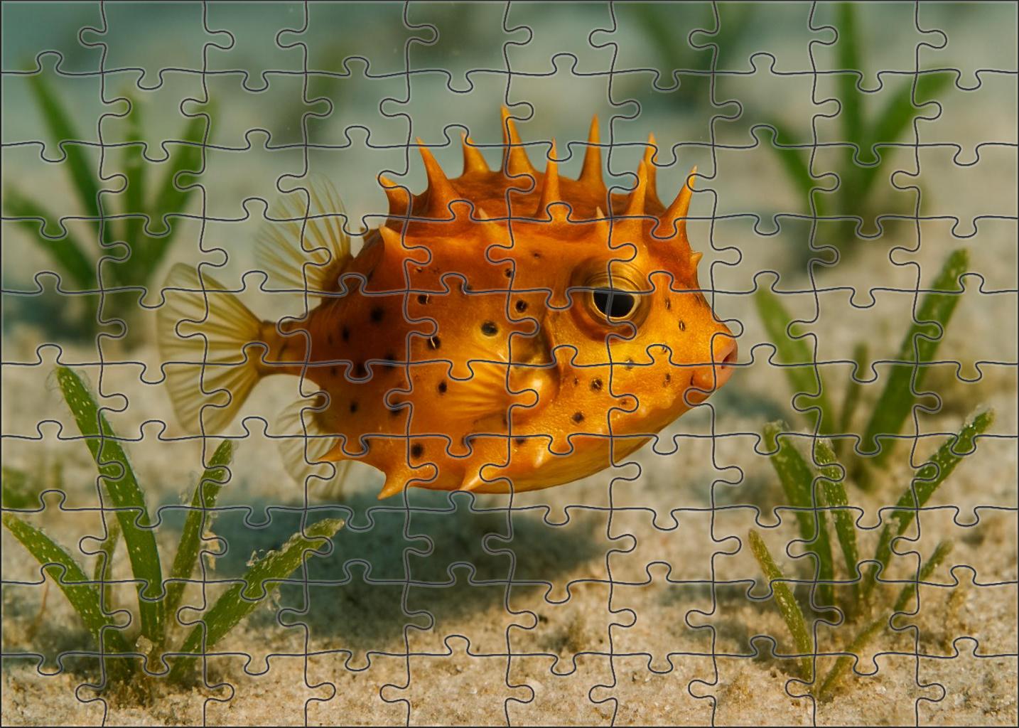 Ambercrest Boxfish Compact Herbivore With Intricate Armor Plates 300 Piece Puzzle