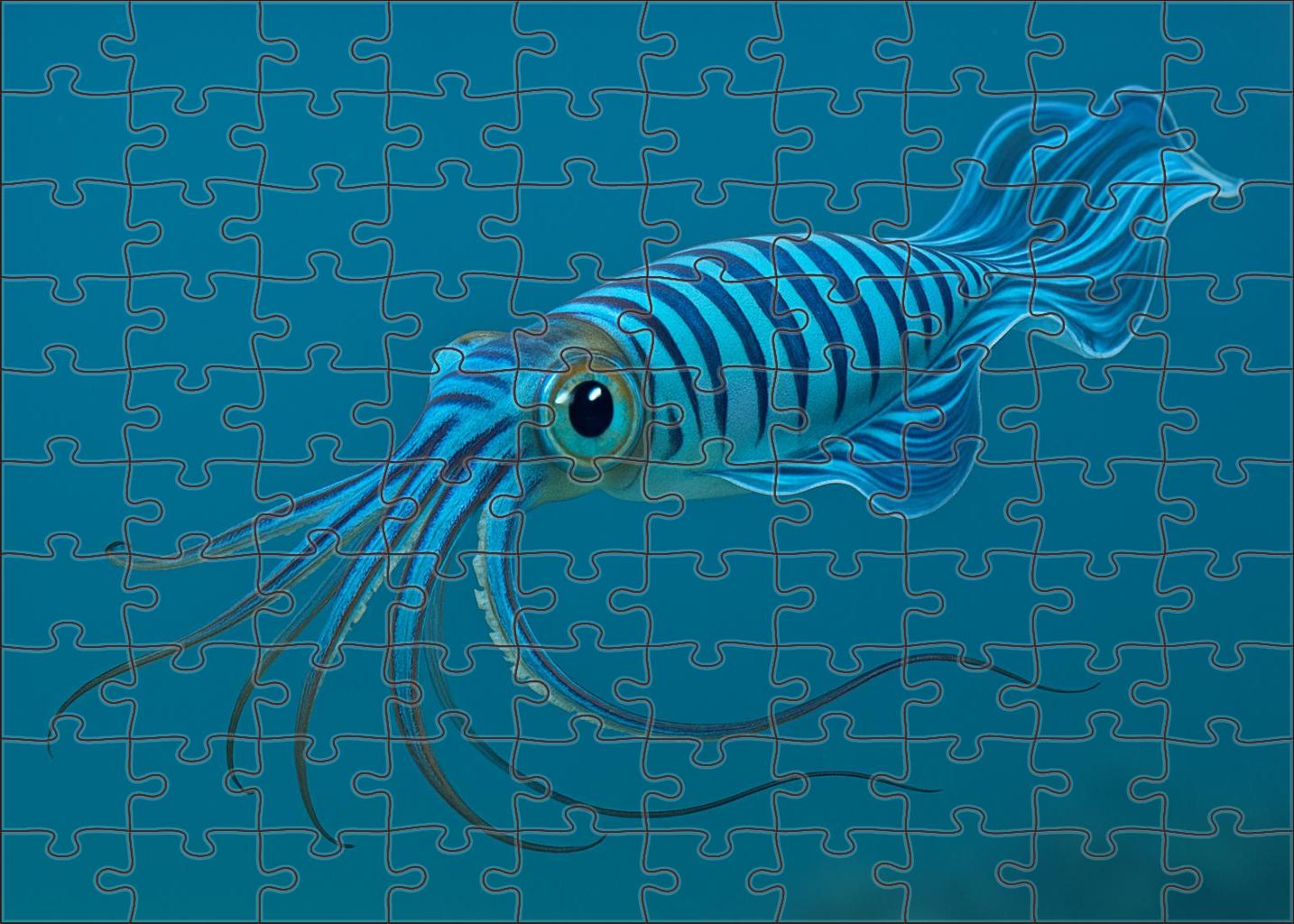 Cobalt Ribbon Squid Agile Midwater Cephalopod Family Puzzles