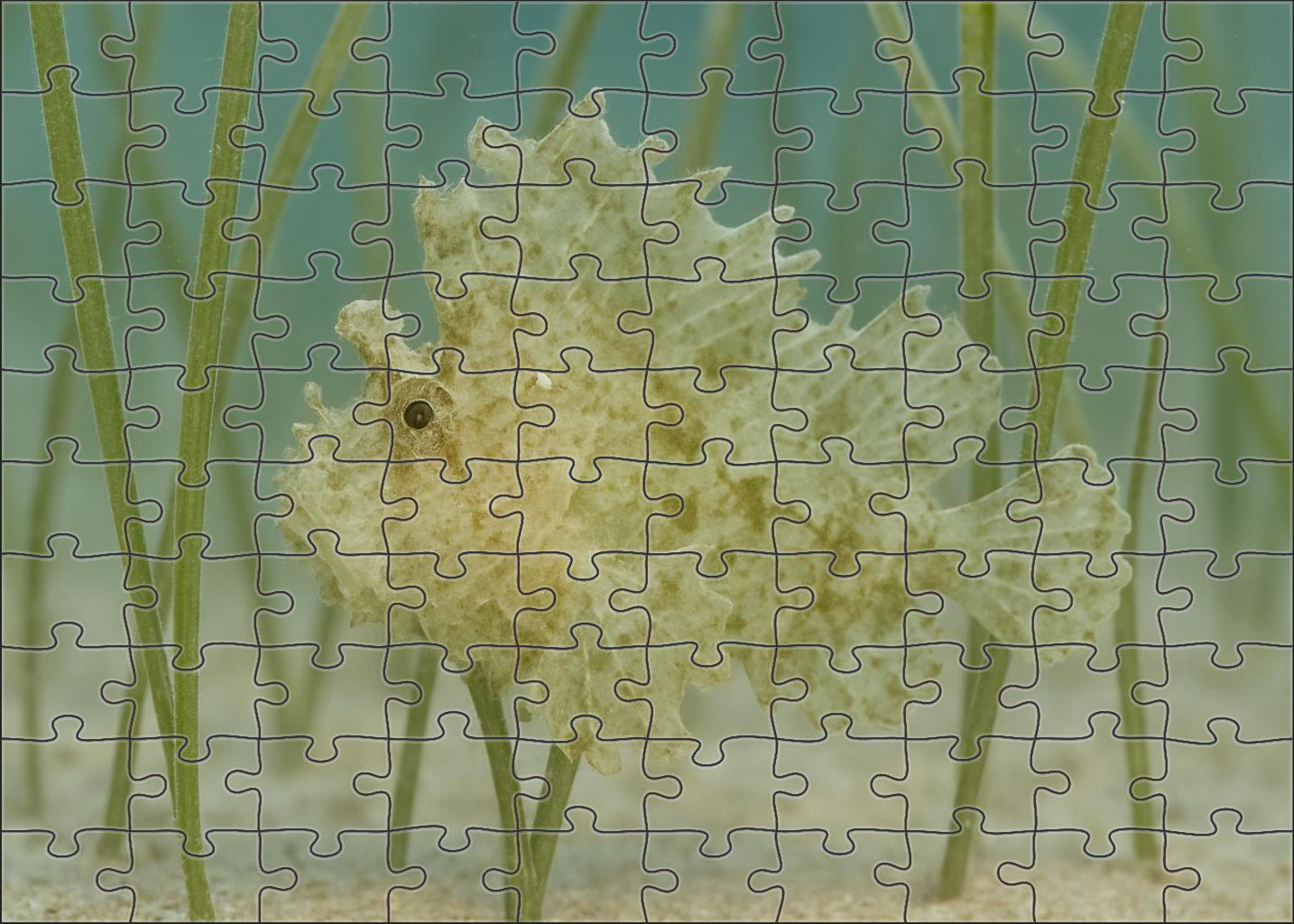 Ghost Pipefish Elusive Mimic With Leaflike Appendages Challenging Puzzles