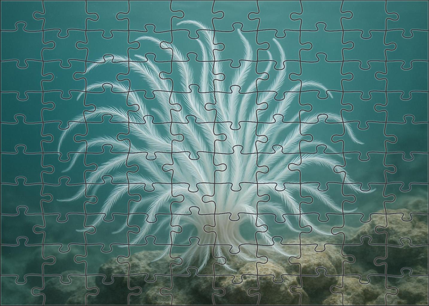 Ivory Feather Star Elegant Suspension Filter-feeder Family Puzzles