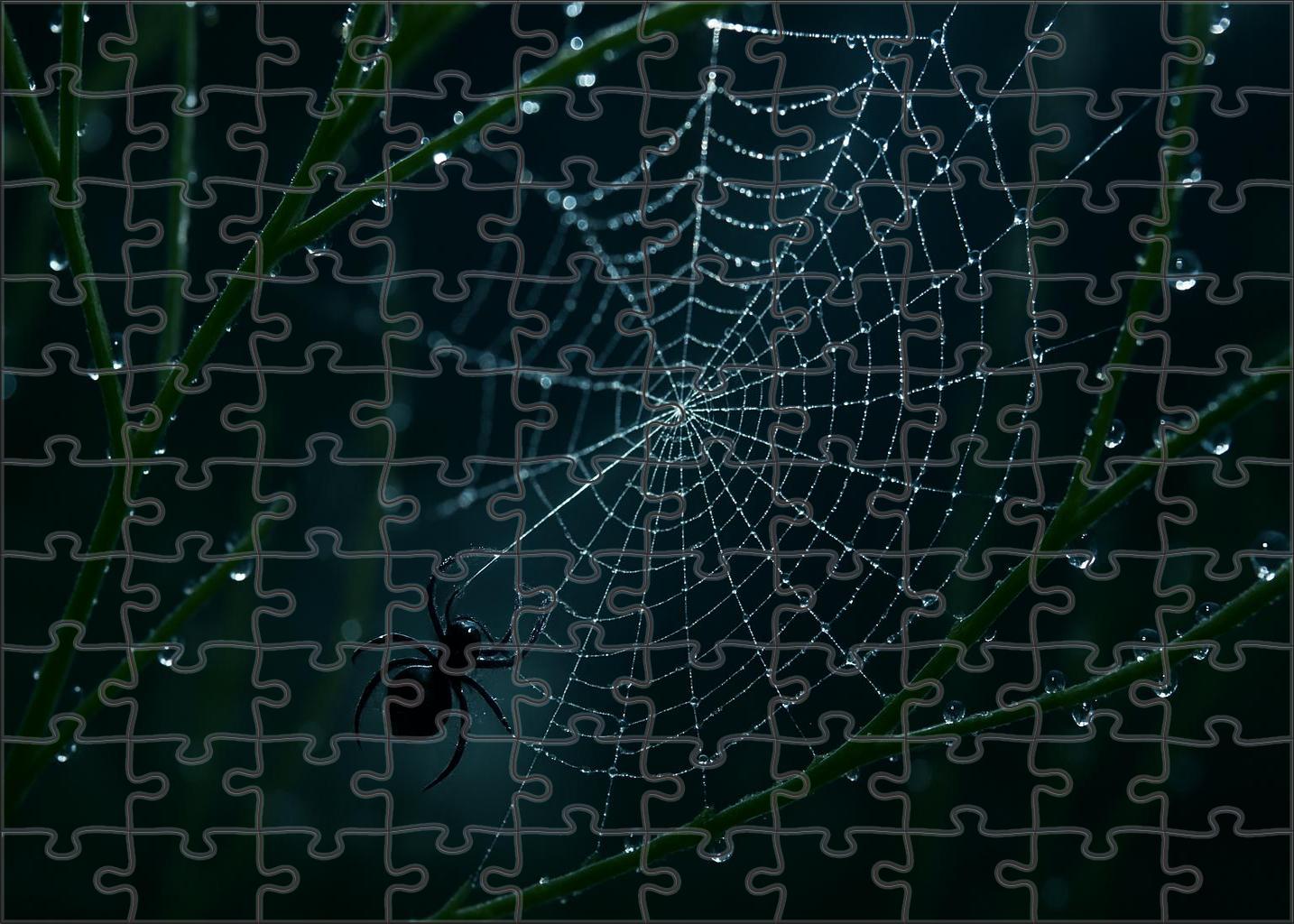 Midnight Threadspinner Tiny Weaver With Elaborate Silk Canopies Puzzle Fun