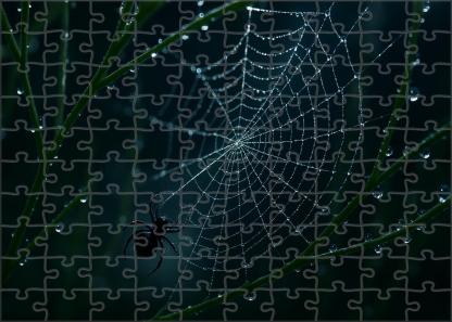 Midnight Threadspinner Tiny Weaver With Elaborate Silk Canopies Puzzle Fun