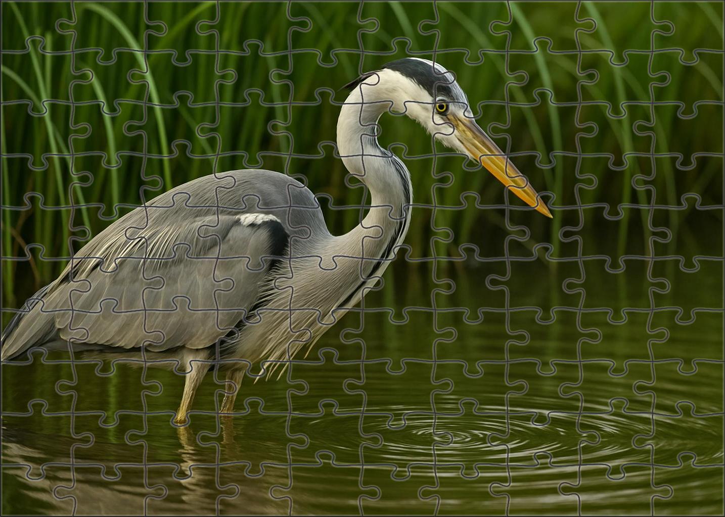 Silent Marsh Heron Stealthy Wader Of The Wetlands Puzzle Fun