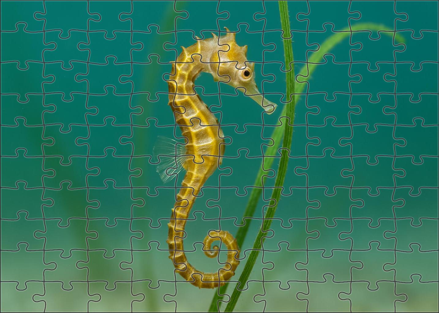 Golden-banded Seahorse 20 Piece Puzzle
