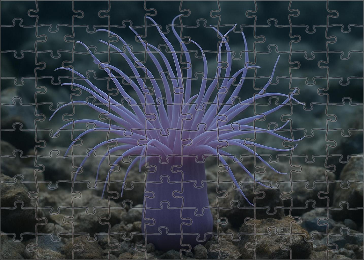 Lavender Sea Anemone Tentacled Predatory Polyp Family Puzzles