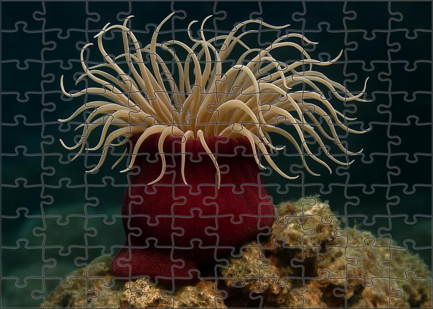 Velvet Sea Anemone Sedentary Predator With Swirling Tentacles Challenging Puzzles