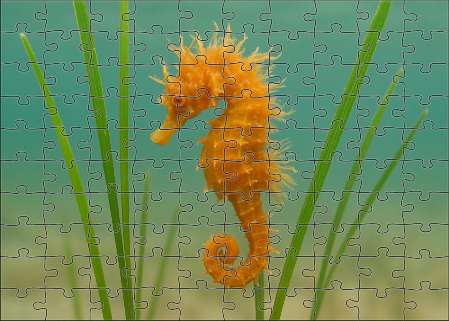 Amber-tufted Seahorse Tiny Ornamental Fish With Delicate Appendages Mini Puzzle
