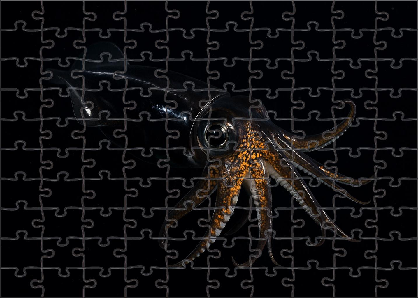 Midnight Phantom Squid Elusive Cephalopod With Jet-black Skin And Rapid Camouflage 300 Piece Puzzle