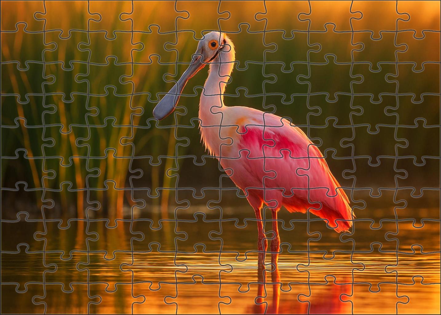 Roseate Spoonbill The Pink Wetland Dancer Puzzle Challenge
